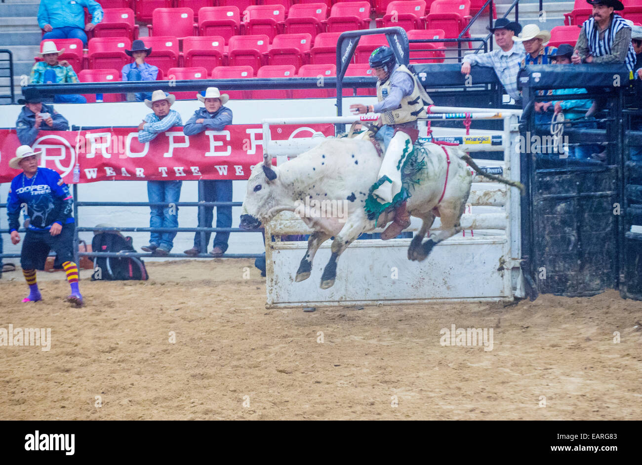 Cowboy Participating in a Bull riding Competition at the Indian ...