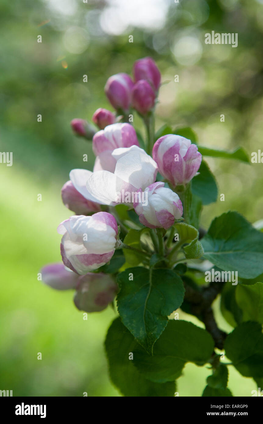 newton wonder apple blossom in old Devon orchard Stock Photo Alamy