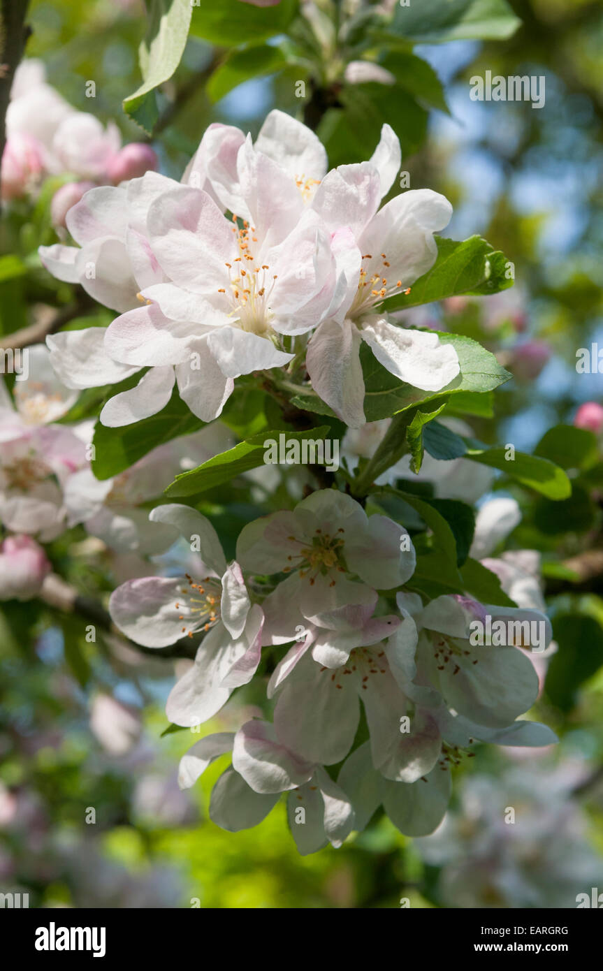 Newton Wonder apple blossom in old Devon orchard Stock Photo Alamy