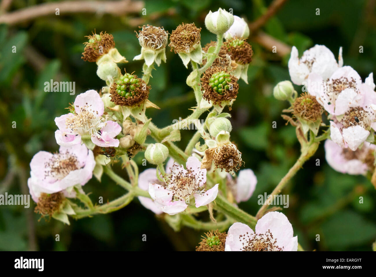 Blackberry flowers hires stock photography and images Alamy