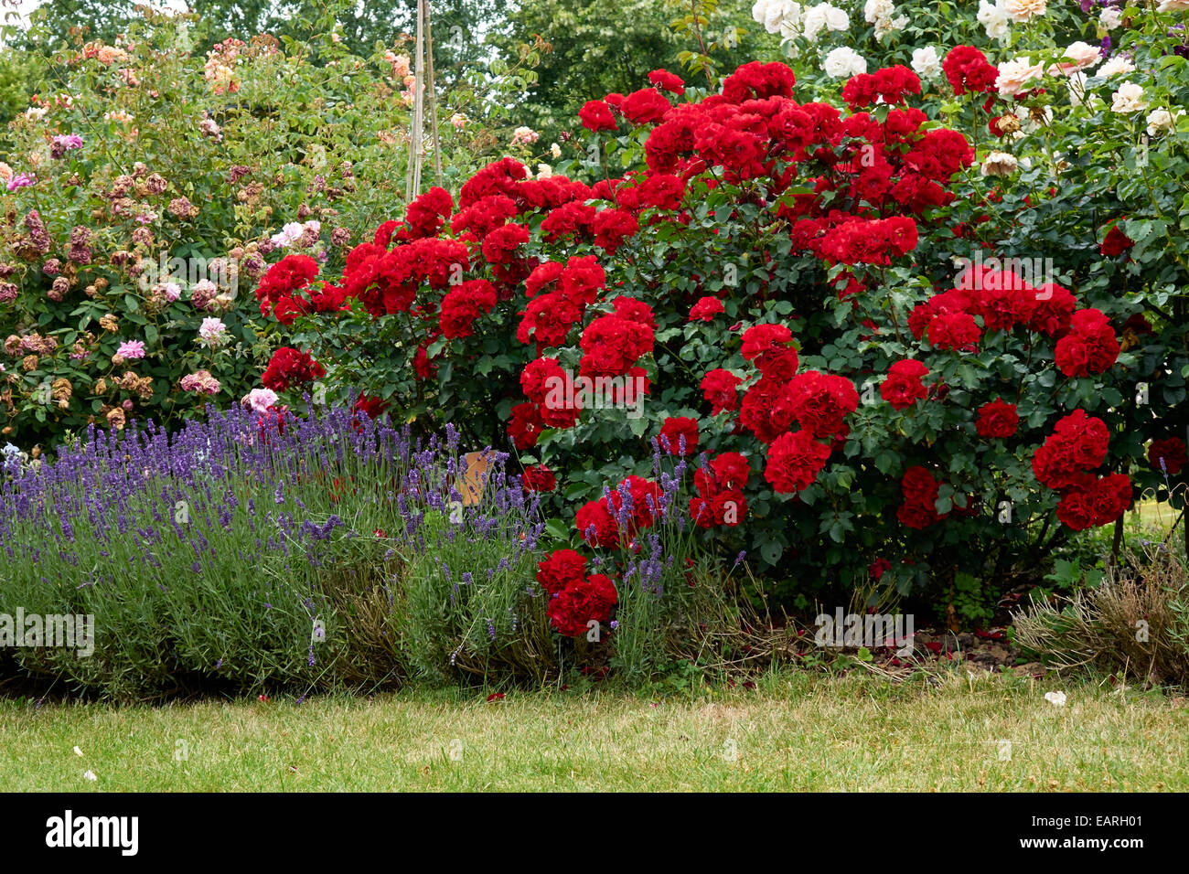 Shrub of red roses Stock Photo Alamy