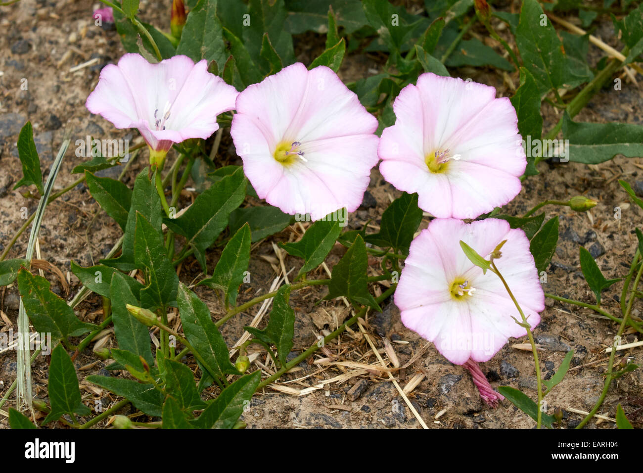 Field bindweed hires stock photography and images Alamy