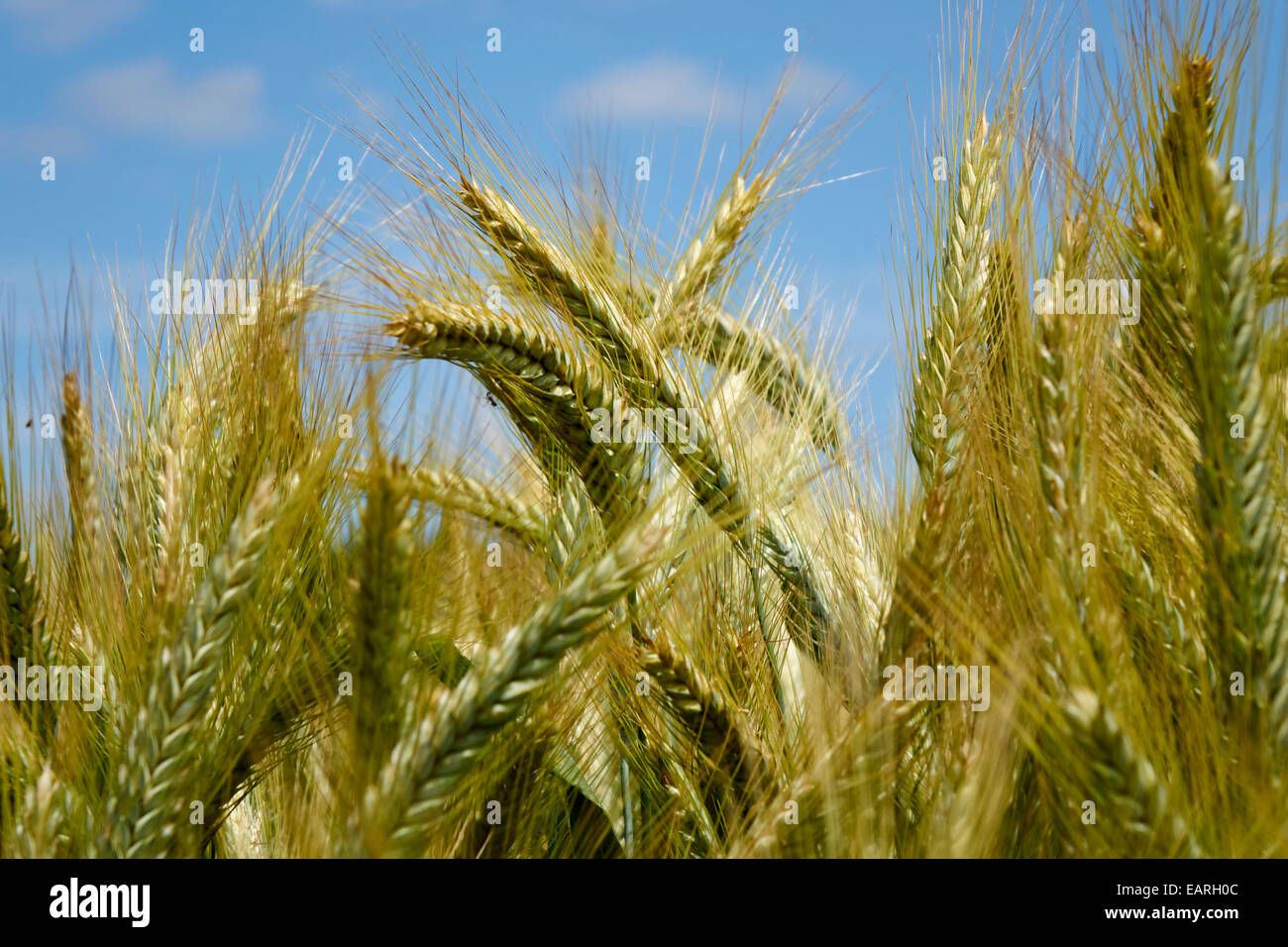 Wheat and corn hires stock photography and images Alamy
