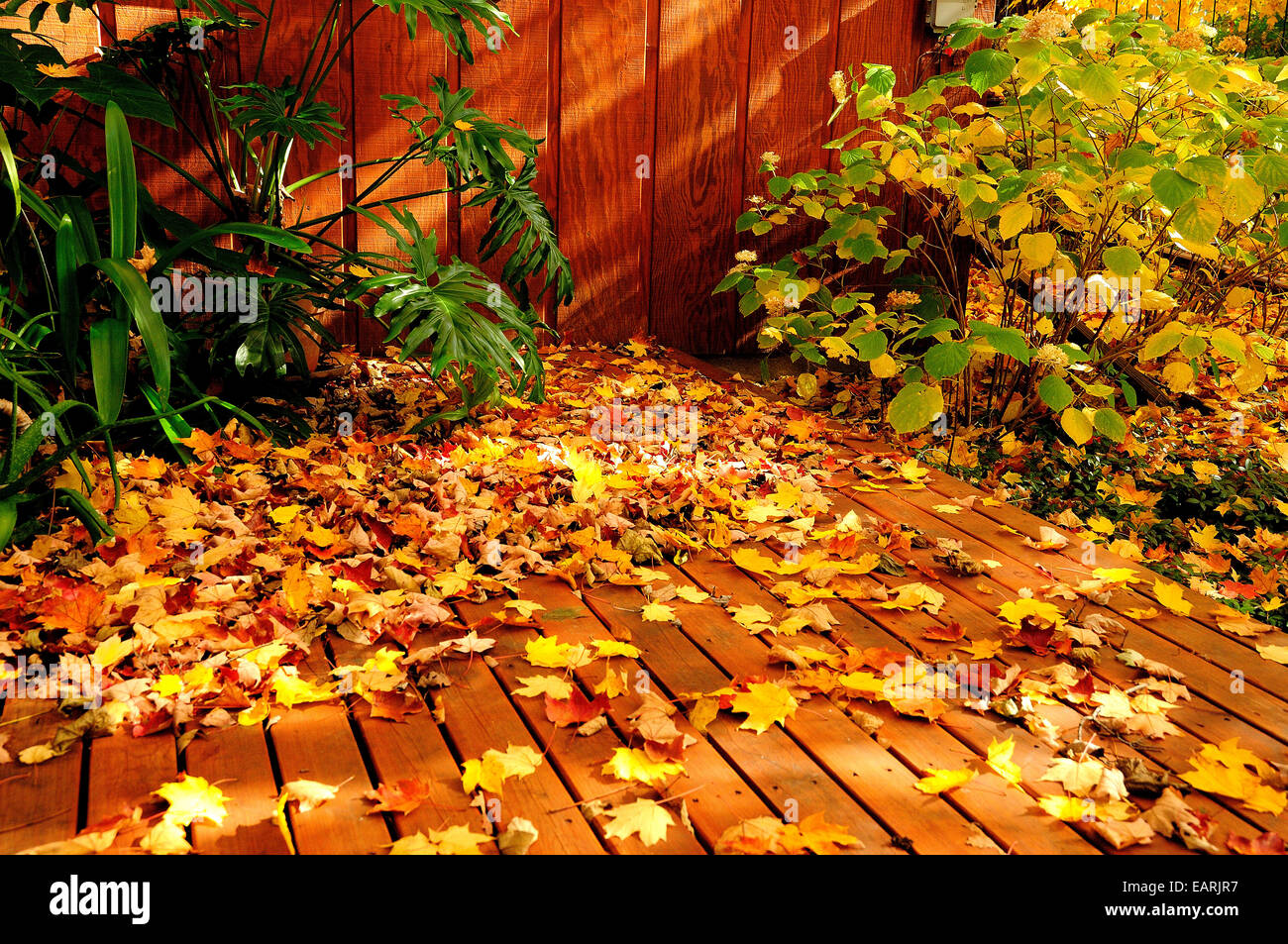 Norway maple leaves hi-res stock photography and images - Alamy