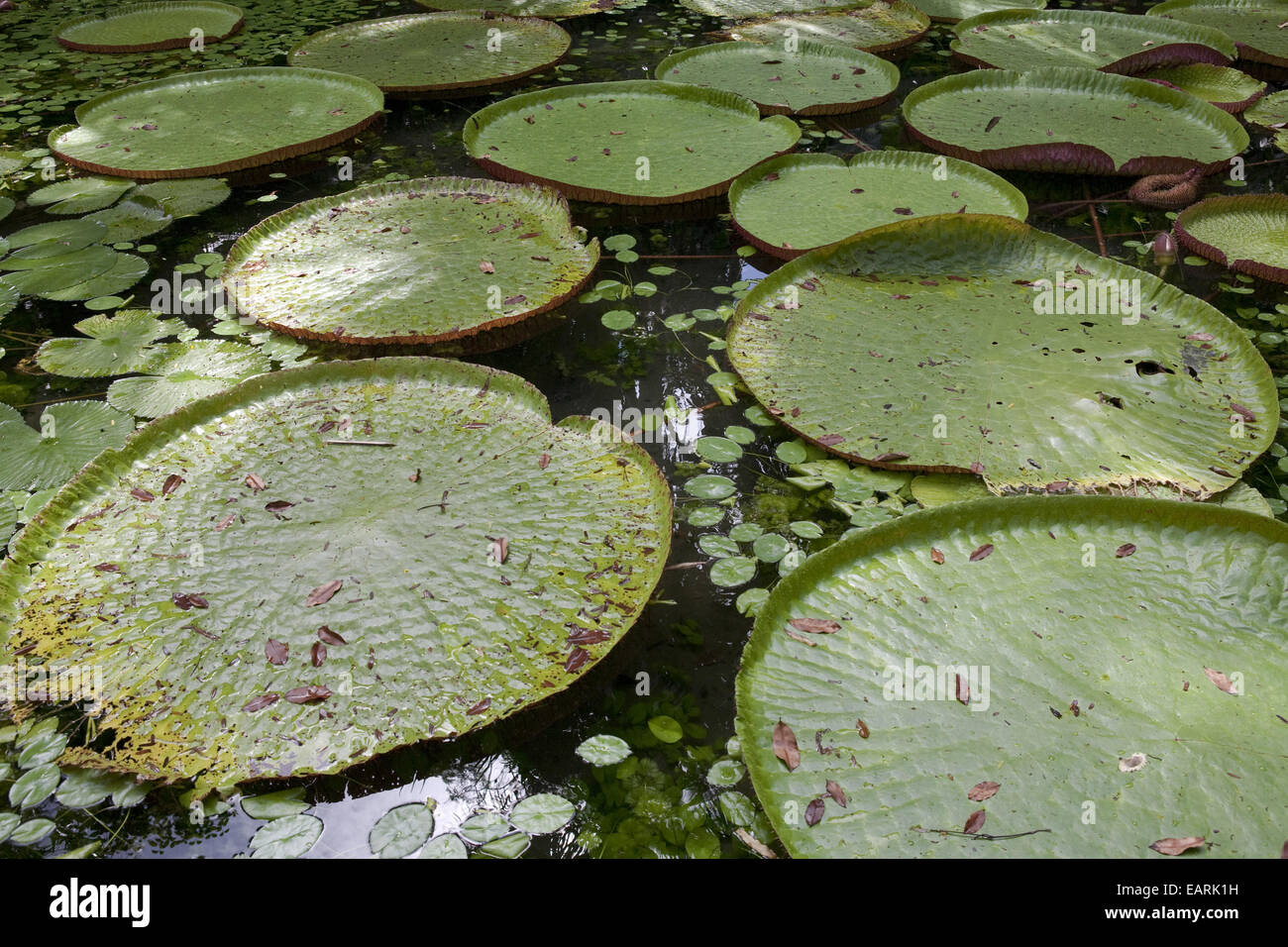 Victoria Regia, one of the largest aquatic plants of the Amazon Stock