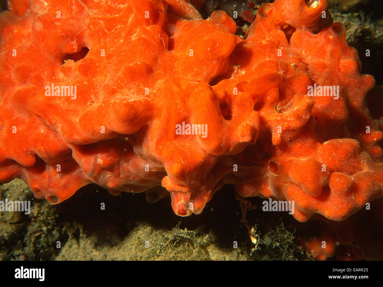 Sea sponge Crambe crambe, Crambeidae (Demospongiae), Tor Paterno, Lazio, Italy, Mediterranean Sea, Stock Photo