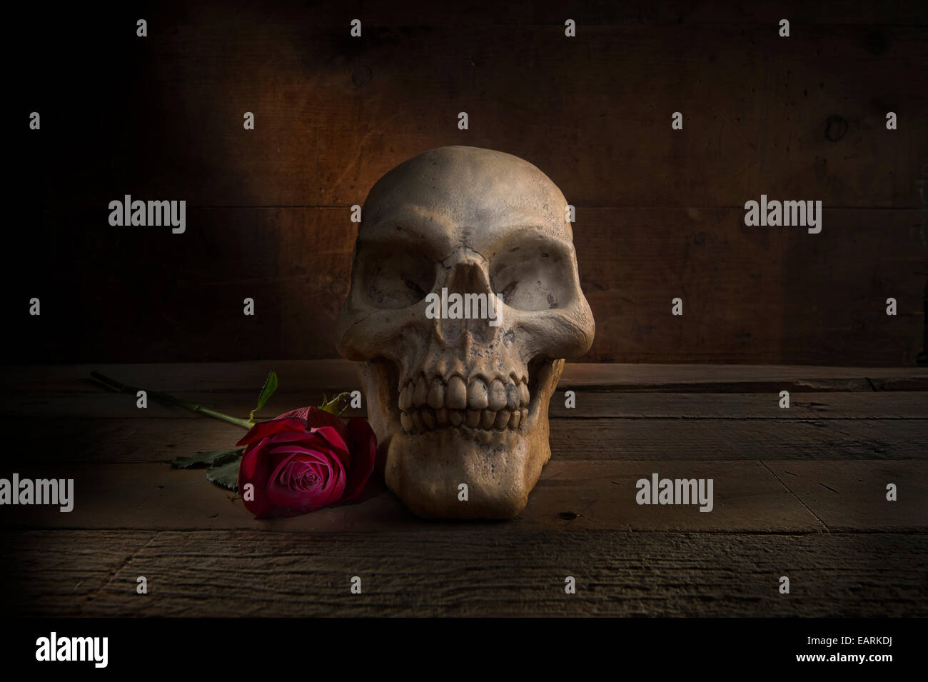 Skull With Red Rose: Day Of The Dead Stock Photo