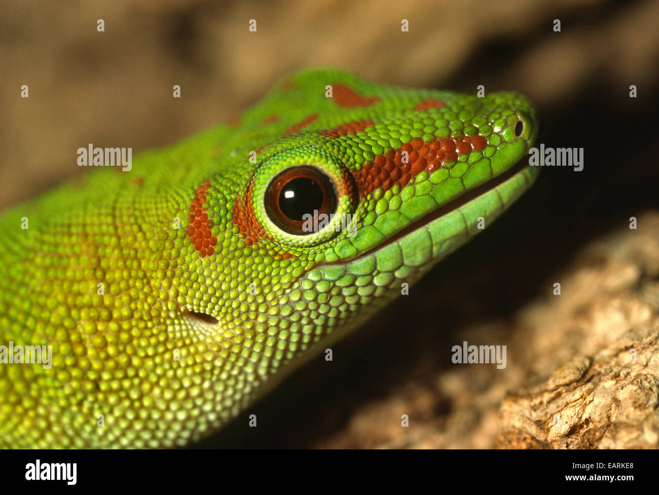 Madagascar Day Gecko - Phelsuma madagascariensis, Gekkonidae, Madagascar, Africa, Stock Photo