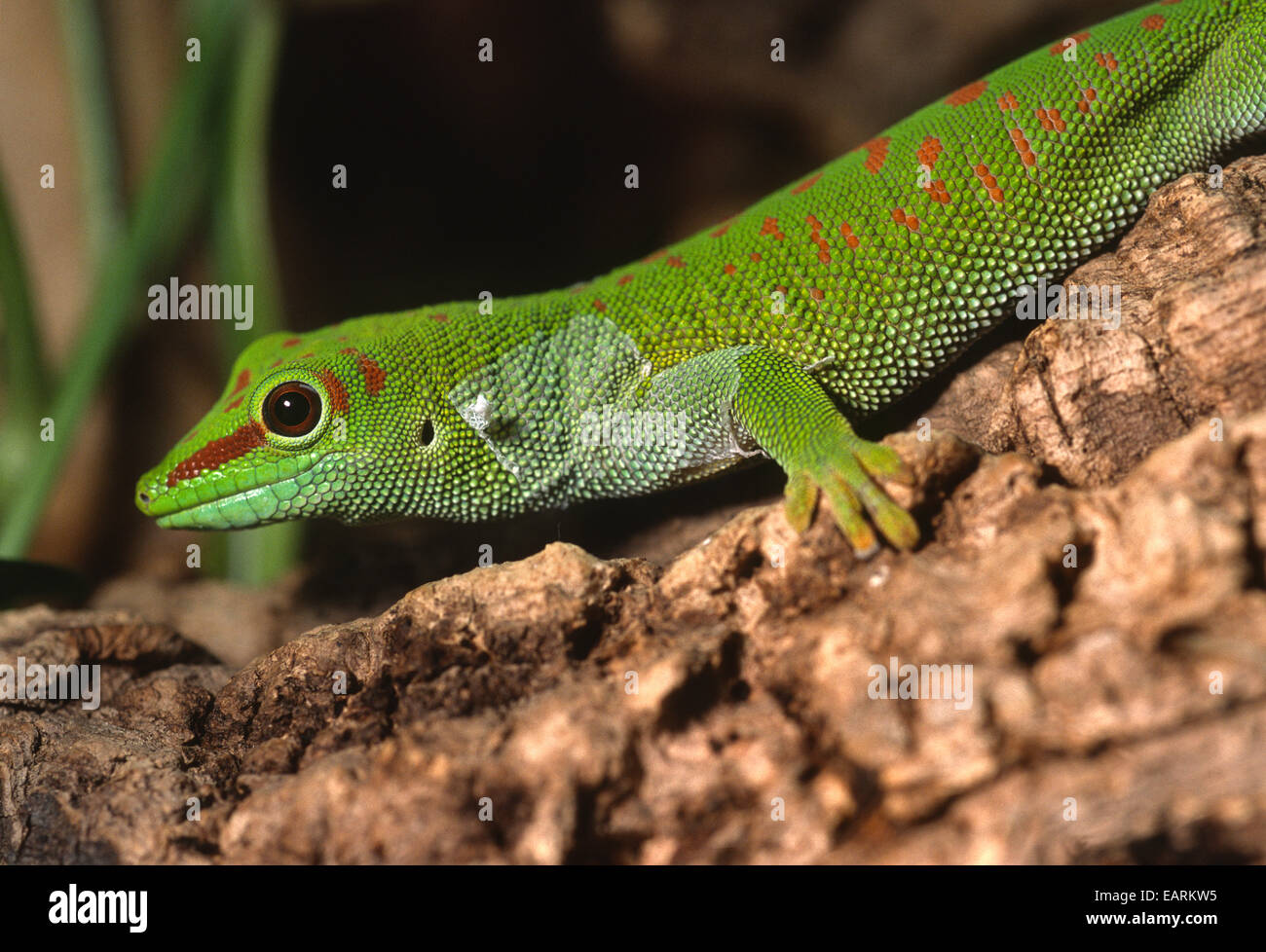 Madagascar Day Gecko - Phelsuma madagascariensis, Gekkonidae, Madagascar, Africa, Stock Photo
