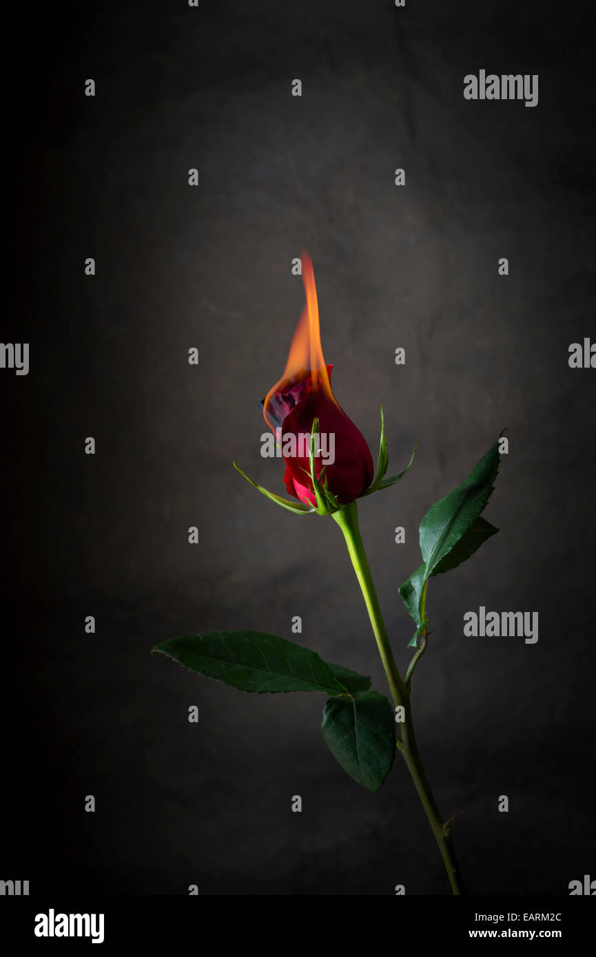 Red Rose On Fire, Flaming Flower Stock Photo Alamy