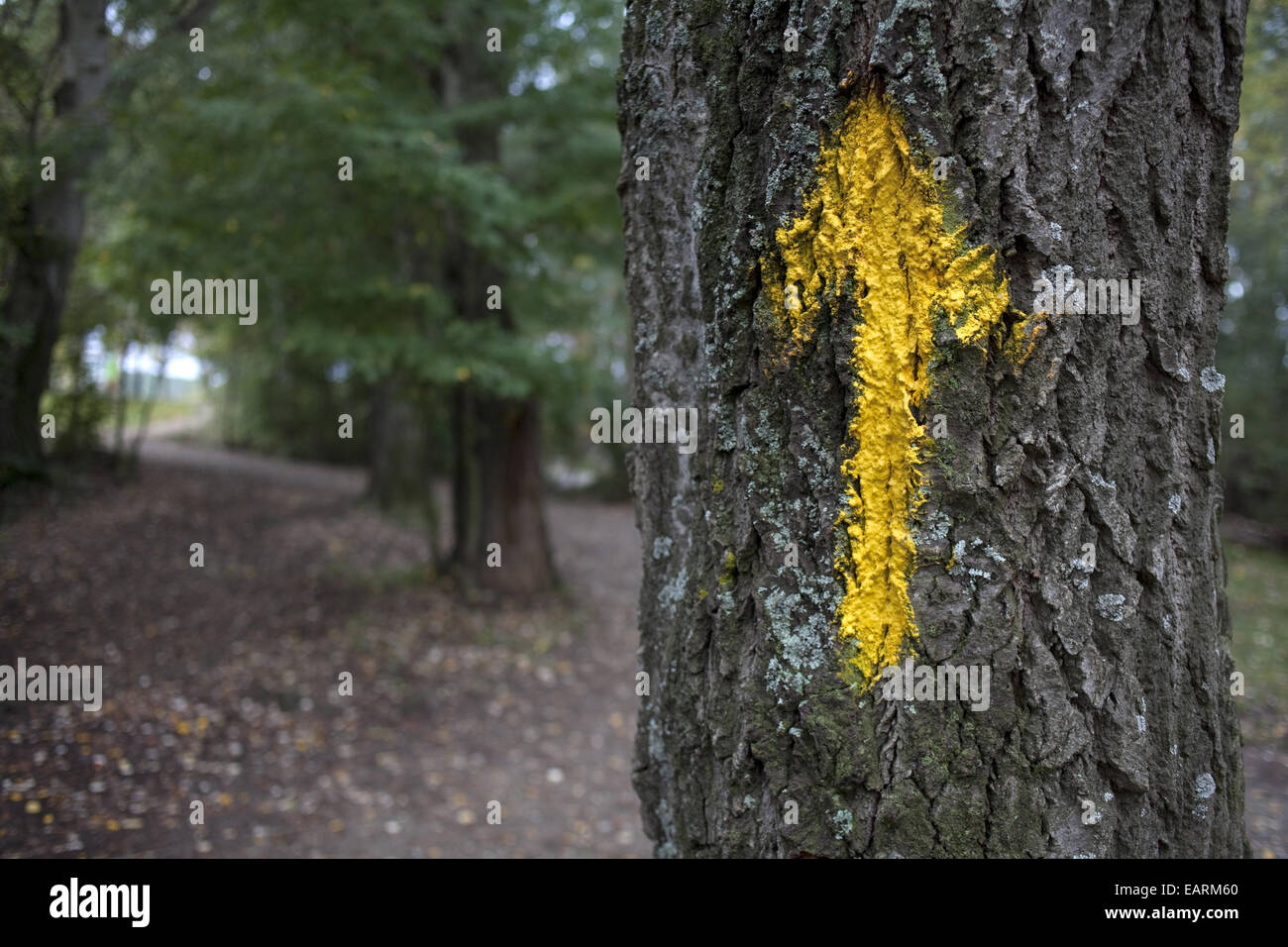 Yellow arrow in a forest near the park Grajera Stock Photo - Alamy