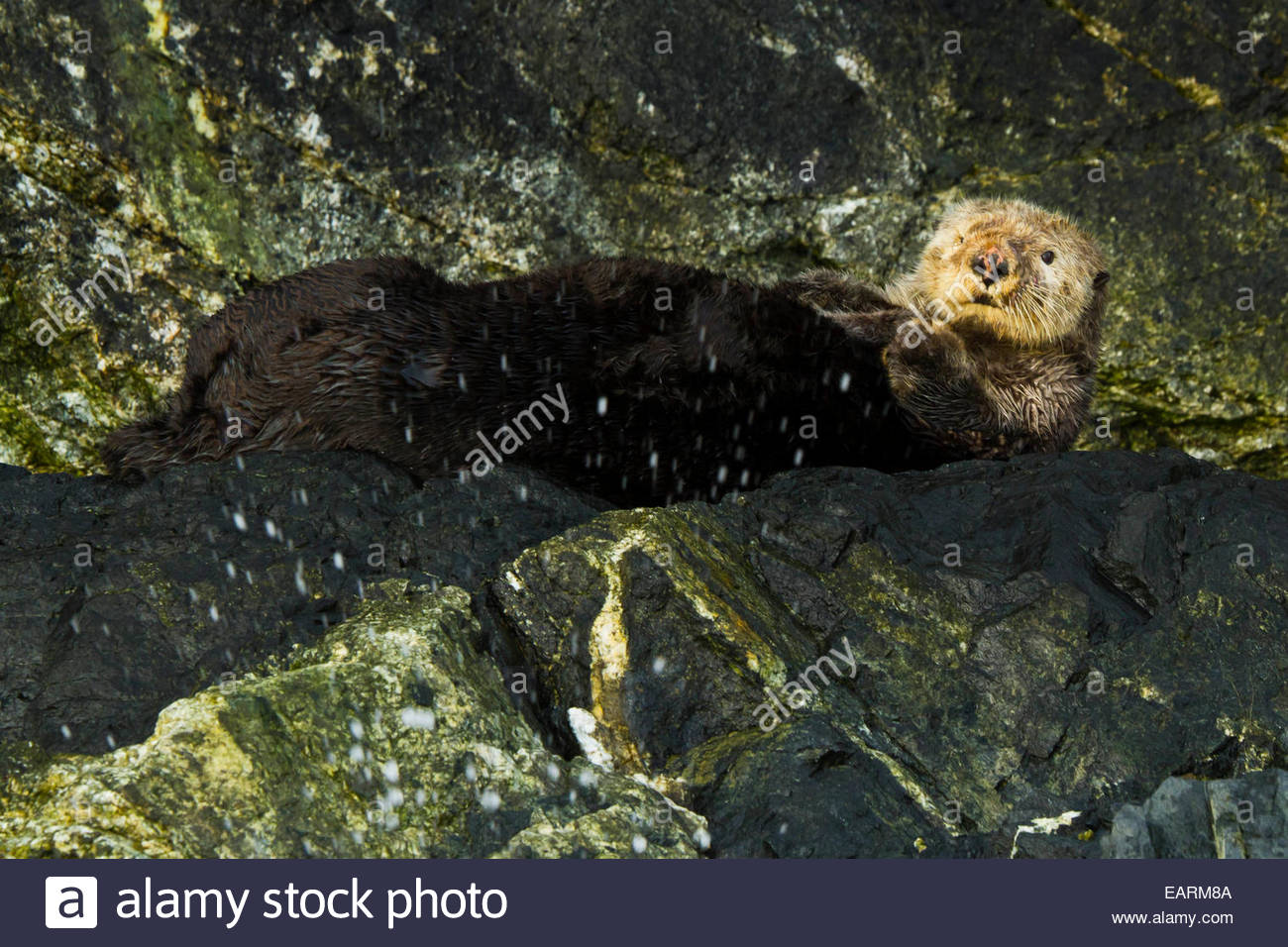 Portrait of a sea otter underwater. Stock Photo