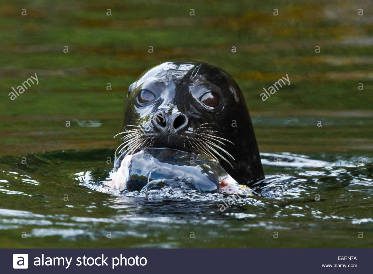 Close up of a swimming seal holding prey in its mouth Stock Photo Alamy