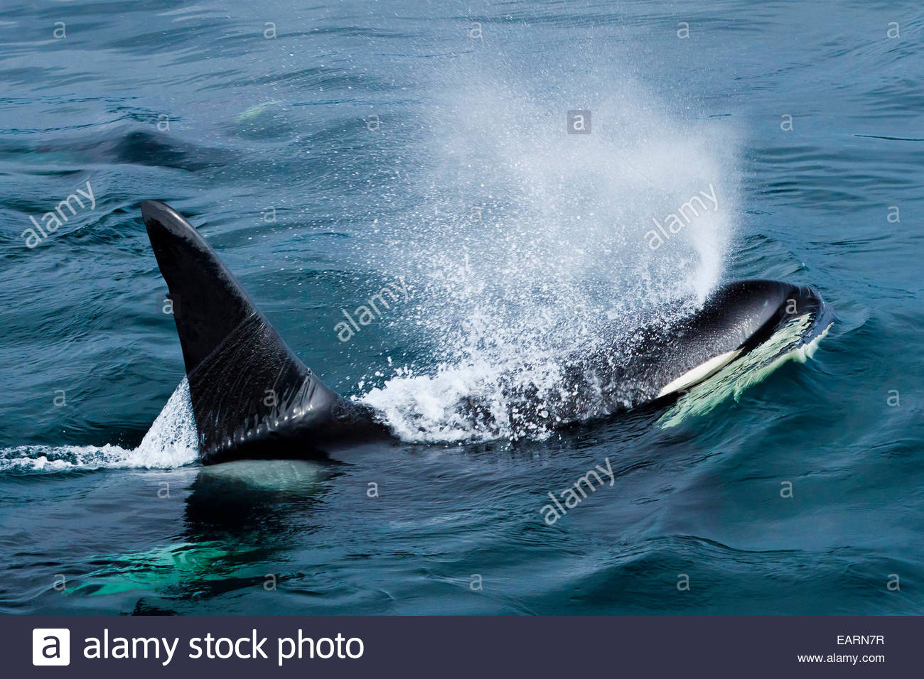 View from above of a killer whale spraying through its blowhole. Stock Photo