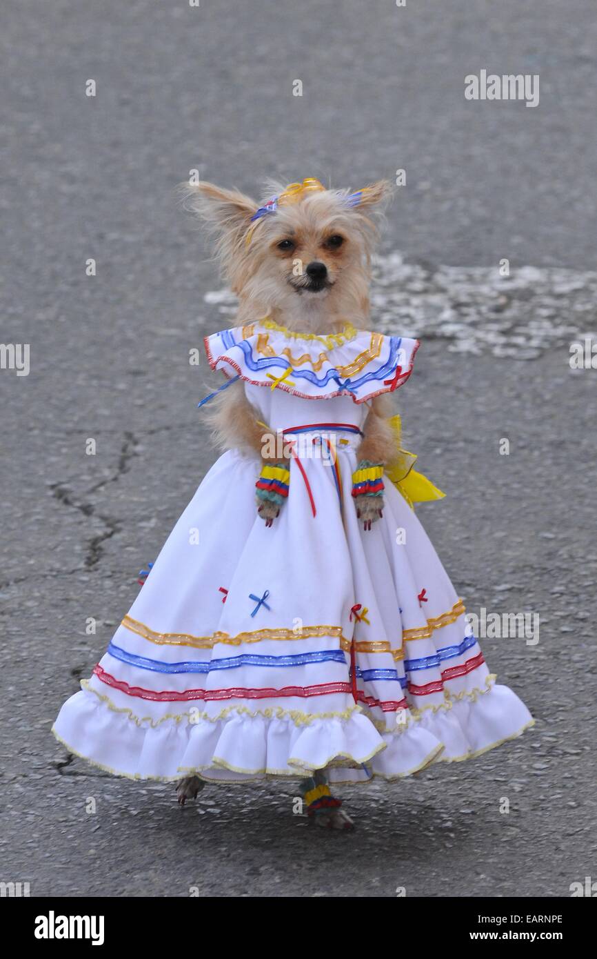 A dog in traditional Colombian country dress at the Silleteros Parade