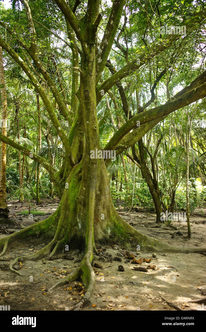 A close view of a jungle tree Stock Photo Alamy