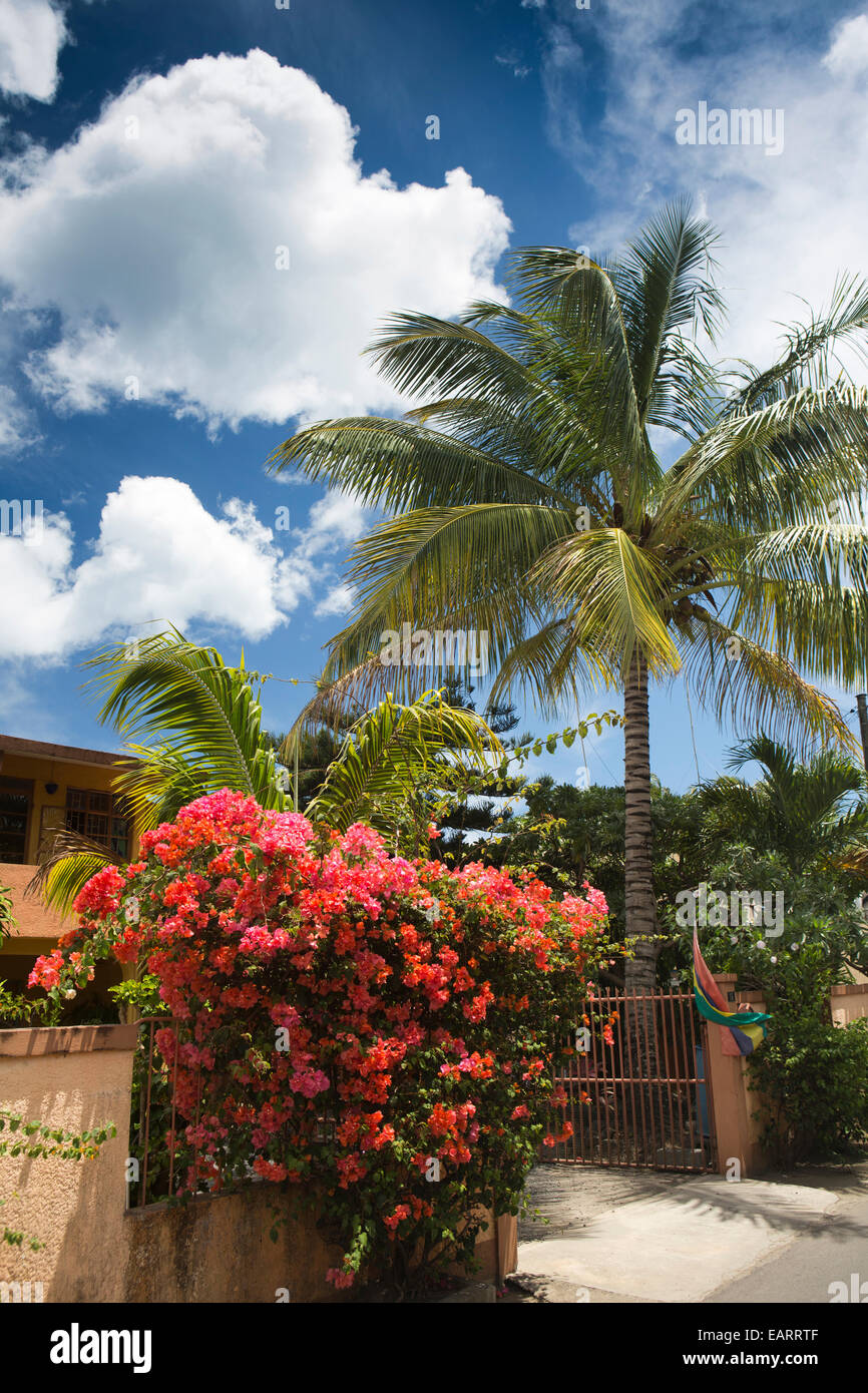 Mauritius, Grand Baie, tropical garden, with coconut palm tree and red bougainvillea flowers Stock Photo