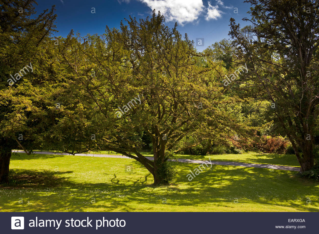 A English Yew tree is a common site in church yards in Ireland Stock