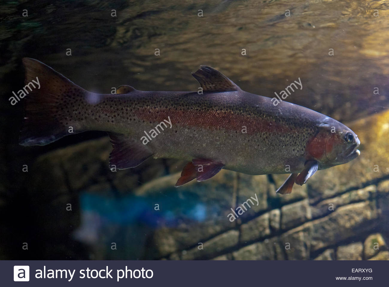 Captive Atlantic Salmon at the Oceanworld Aquarium in Tralee Stock Photo Alamy