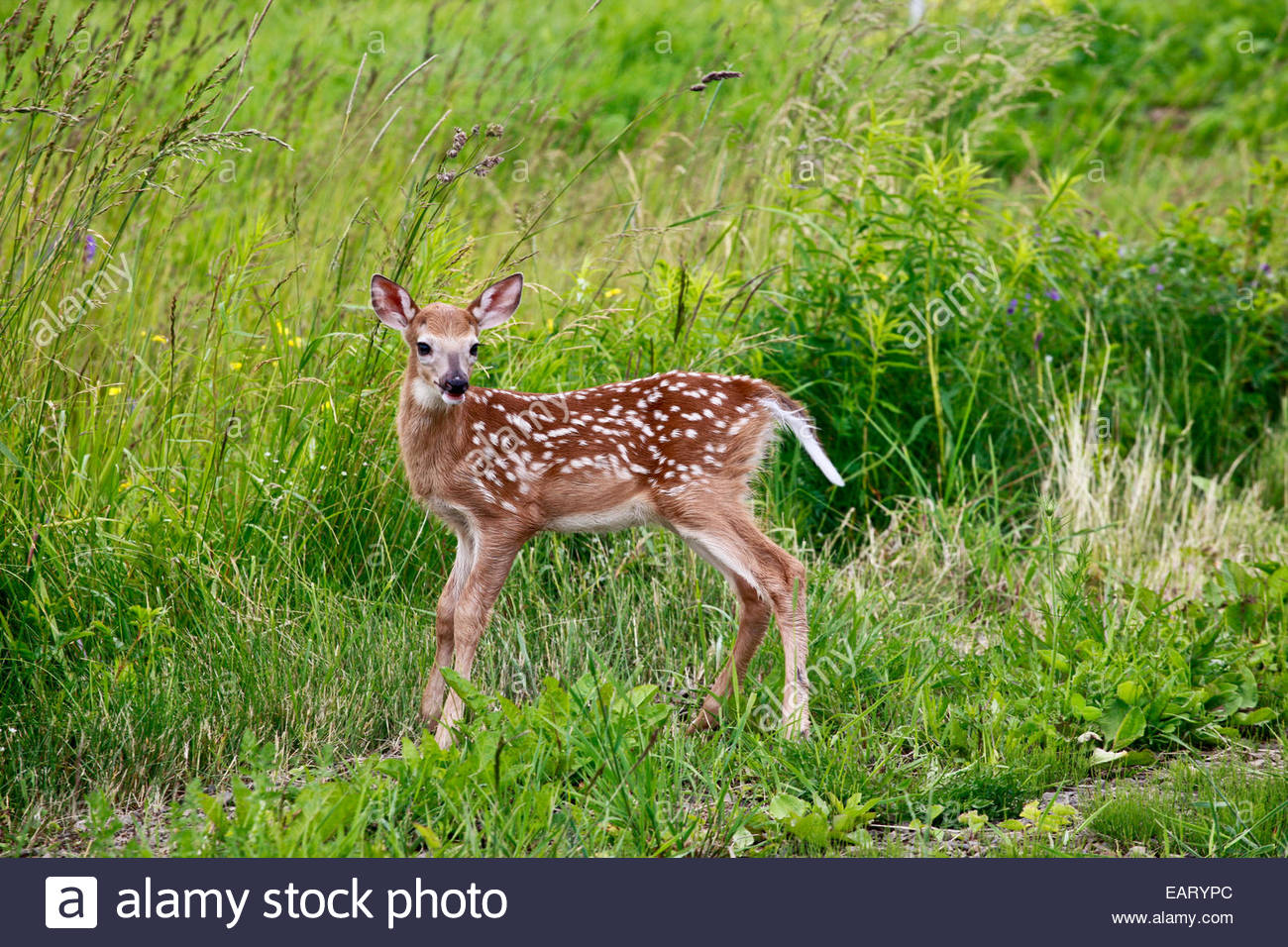 A young fawn pauses for a picture at the side of the road. Stock Photo