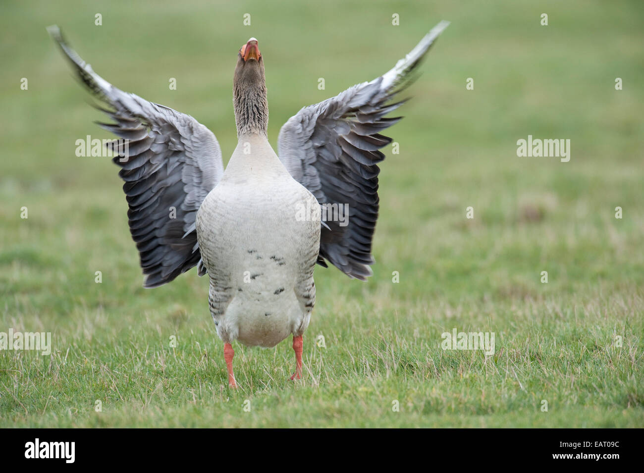Greylag Goose Anser anser Kent UK Stock Photo