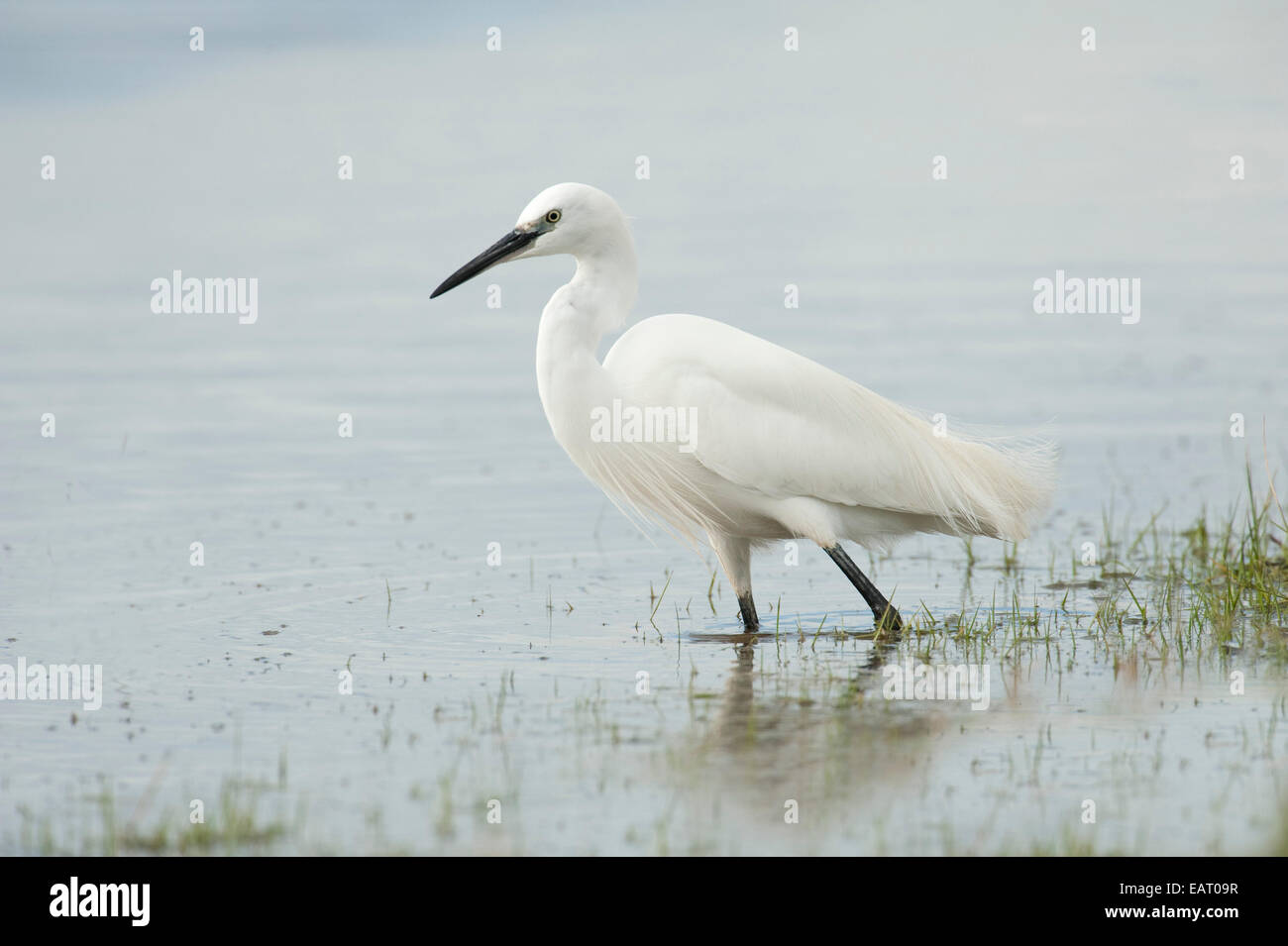 Great White Egret Ardea alba Elmley Marshes Kent UK Stock Photo