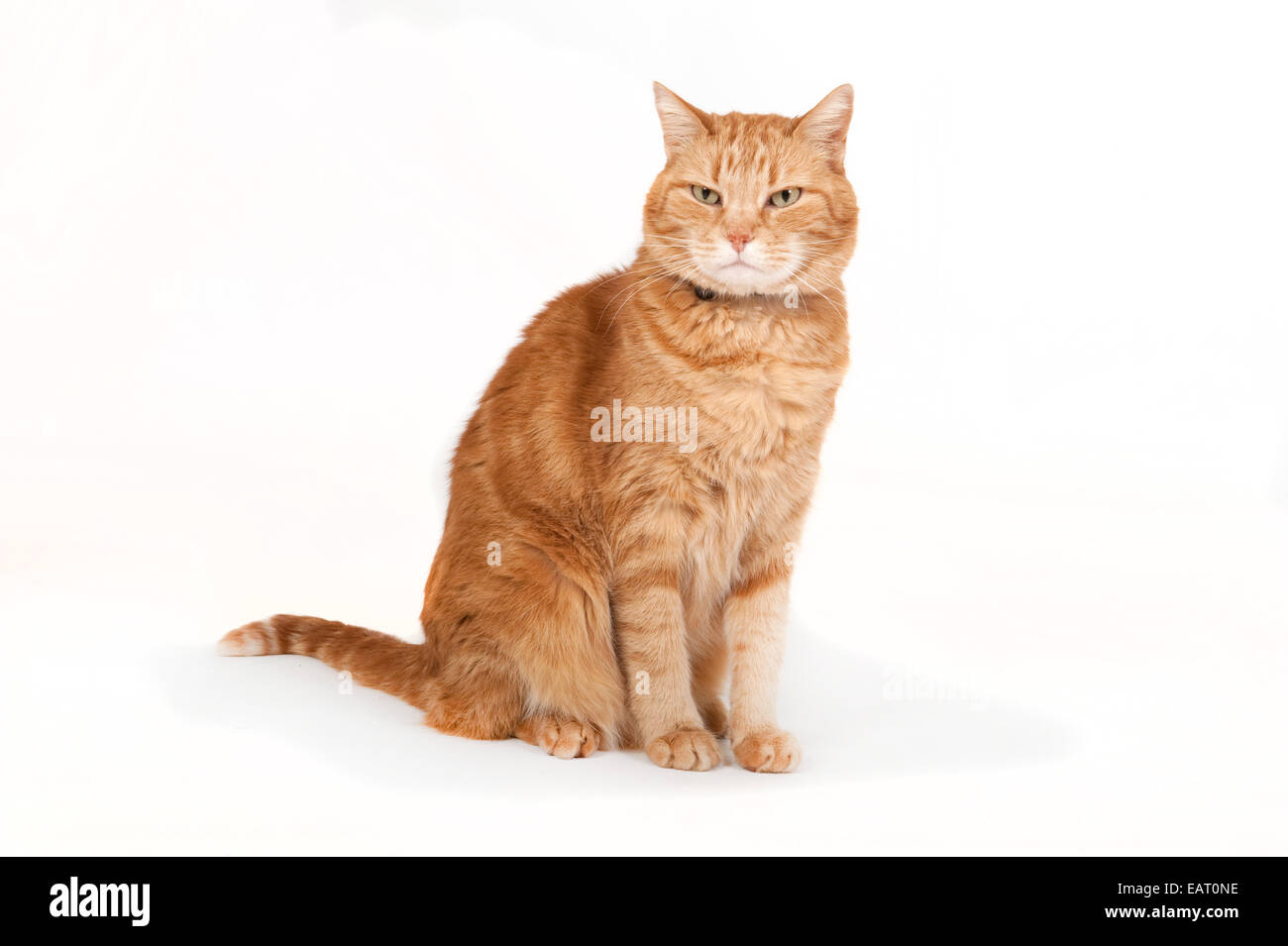 Ginger Tom Cat UK Stock Photo