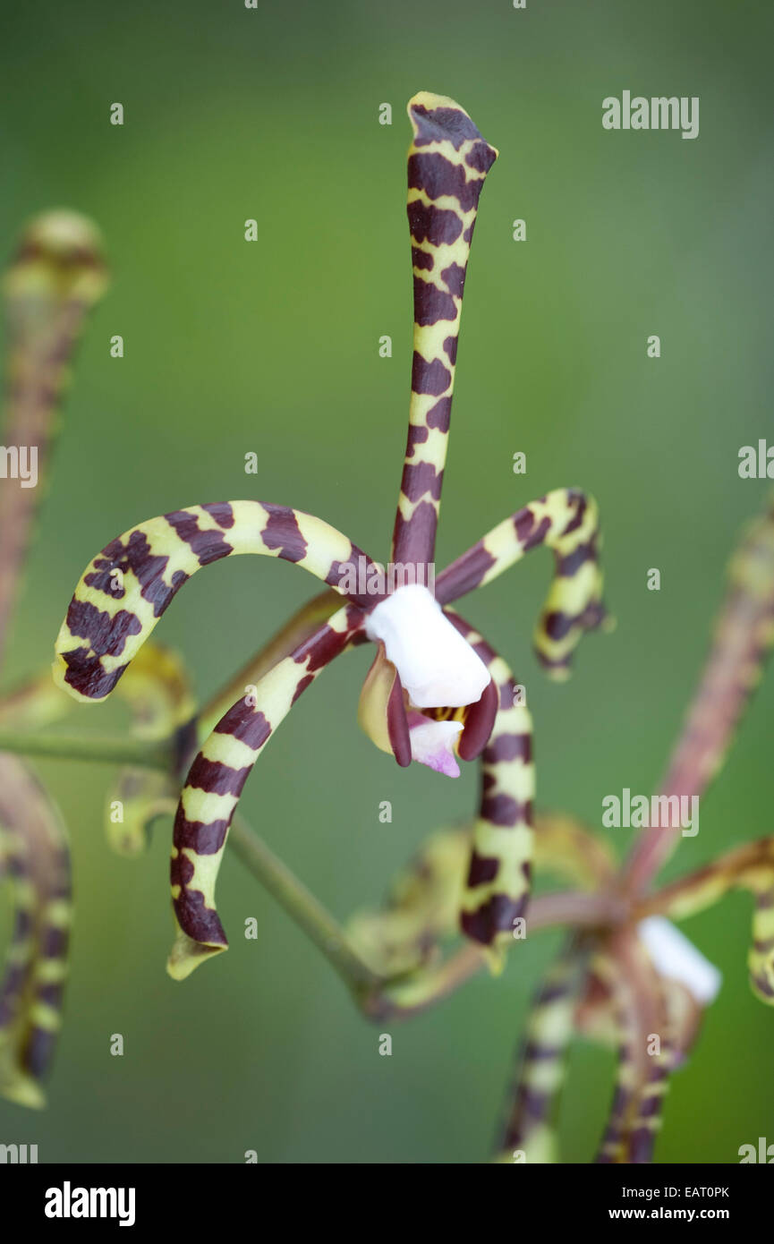 Scorpion Orchid Arahnis flosaeris Panama Stock Photo Alamy