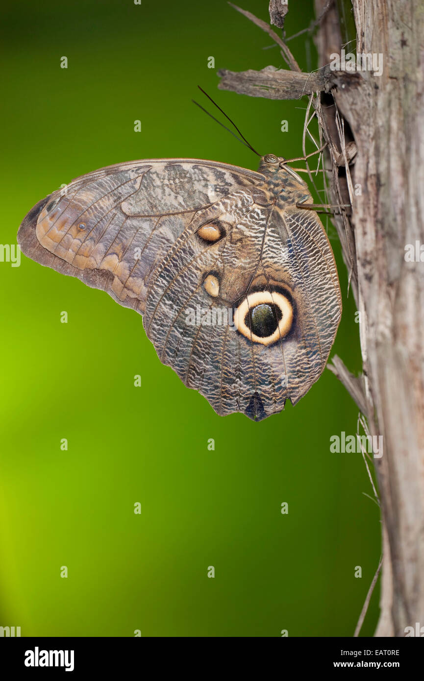 Fruhstorfer's Owl-Butterfly Caligo oedipus fruhstorferi Panama Stock Photo