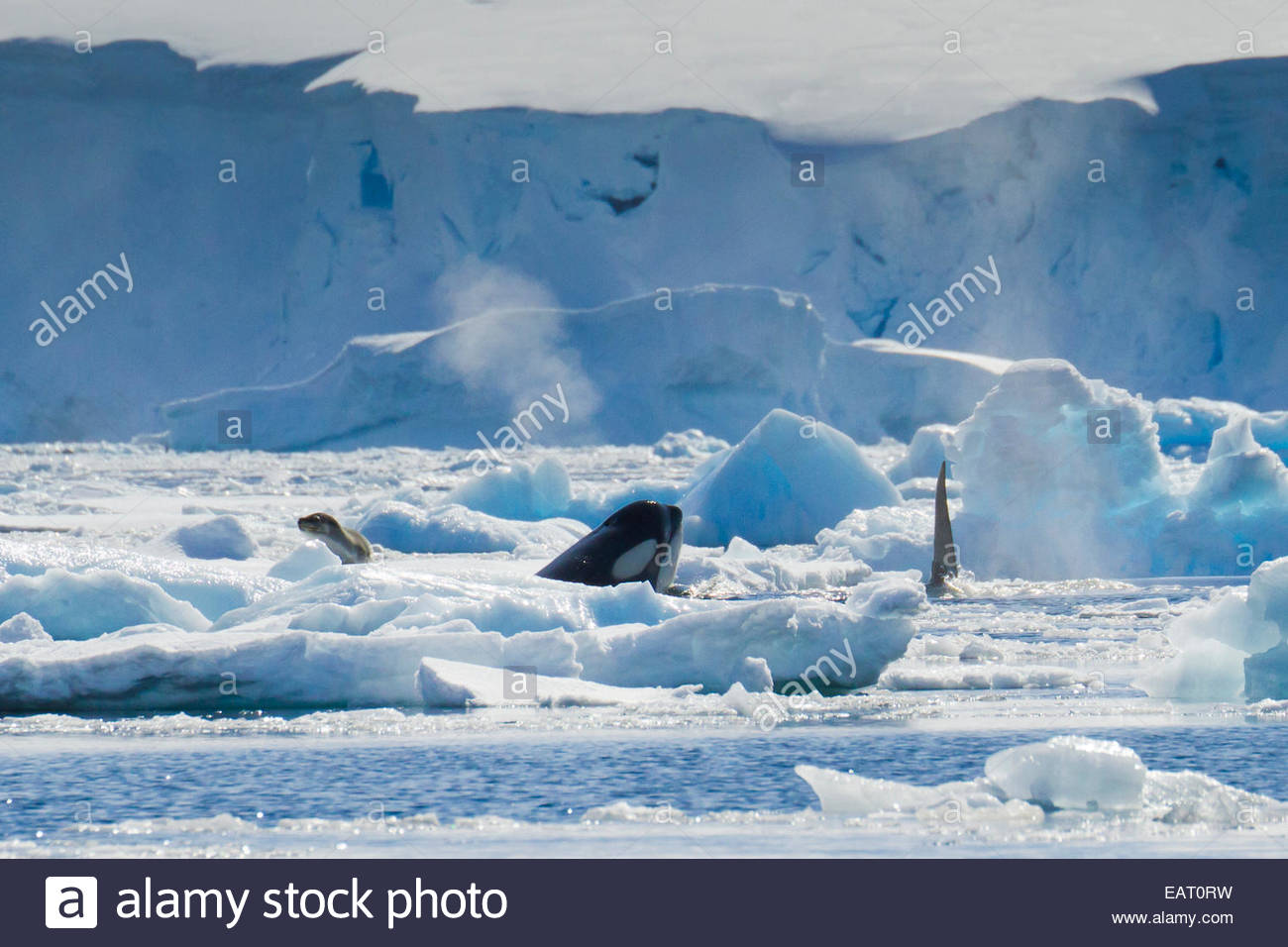 Killer whales hunt in pack ice as a group Stock Photo Alamy