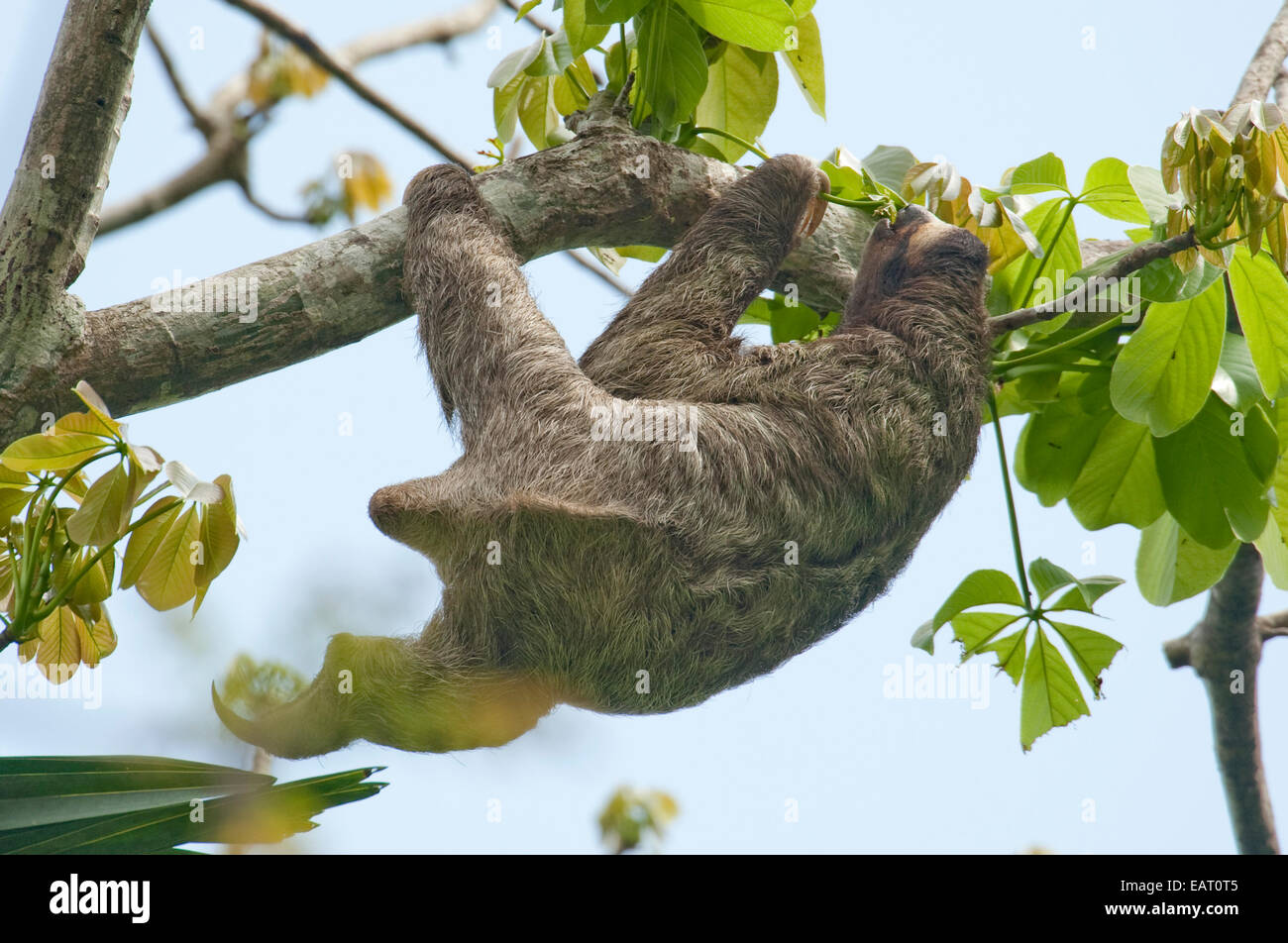 Brown Throated Sloth Bradypus variegatus Panama Stock Photo