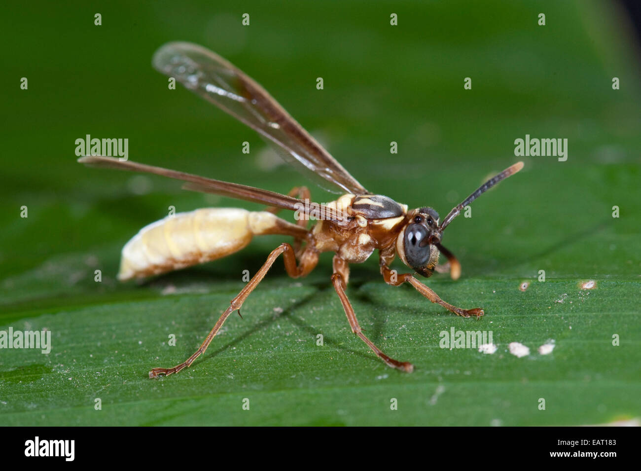Nocturnal Paper or Polistine Wasp Apoica pallens Panama Stock Photo