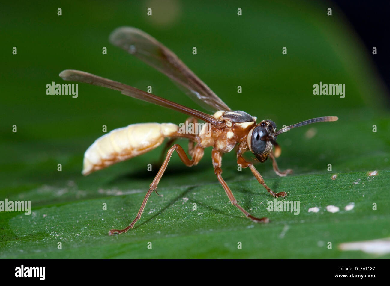 Nocturnal Paper or Polistine Wasp Apoica pallens Panama Stock Photo