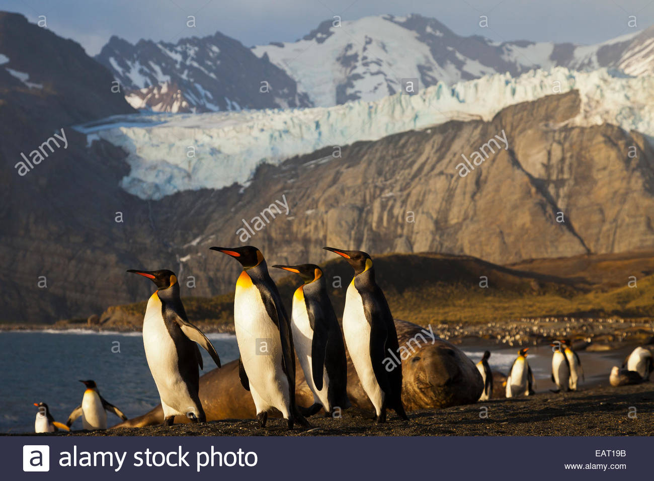 A colony of king penguins and an elephant seal Stock Photo - Alamy