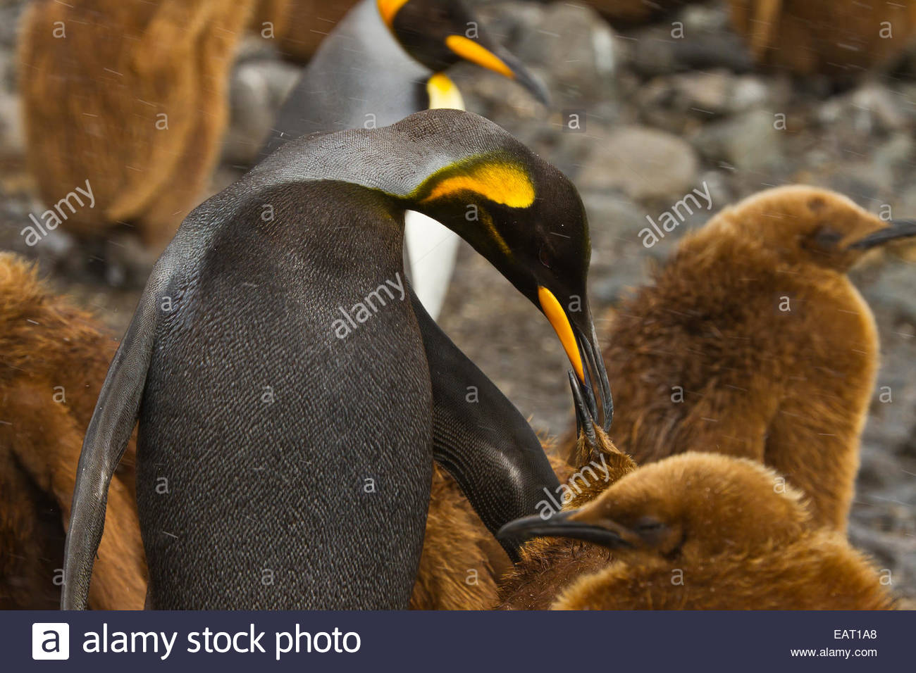 Penguin mouth close up hi-res stock photography and images - Alamy