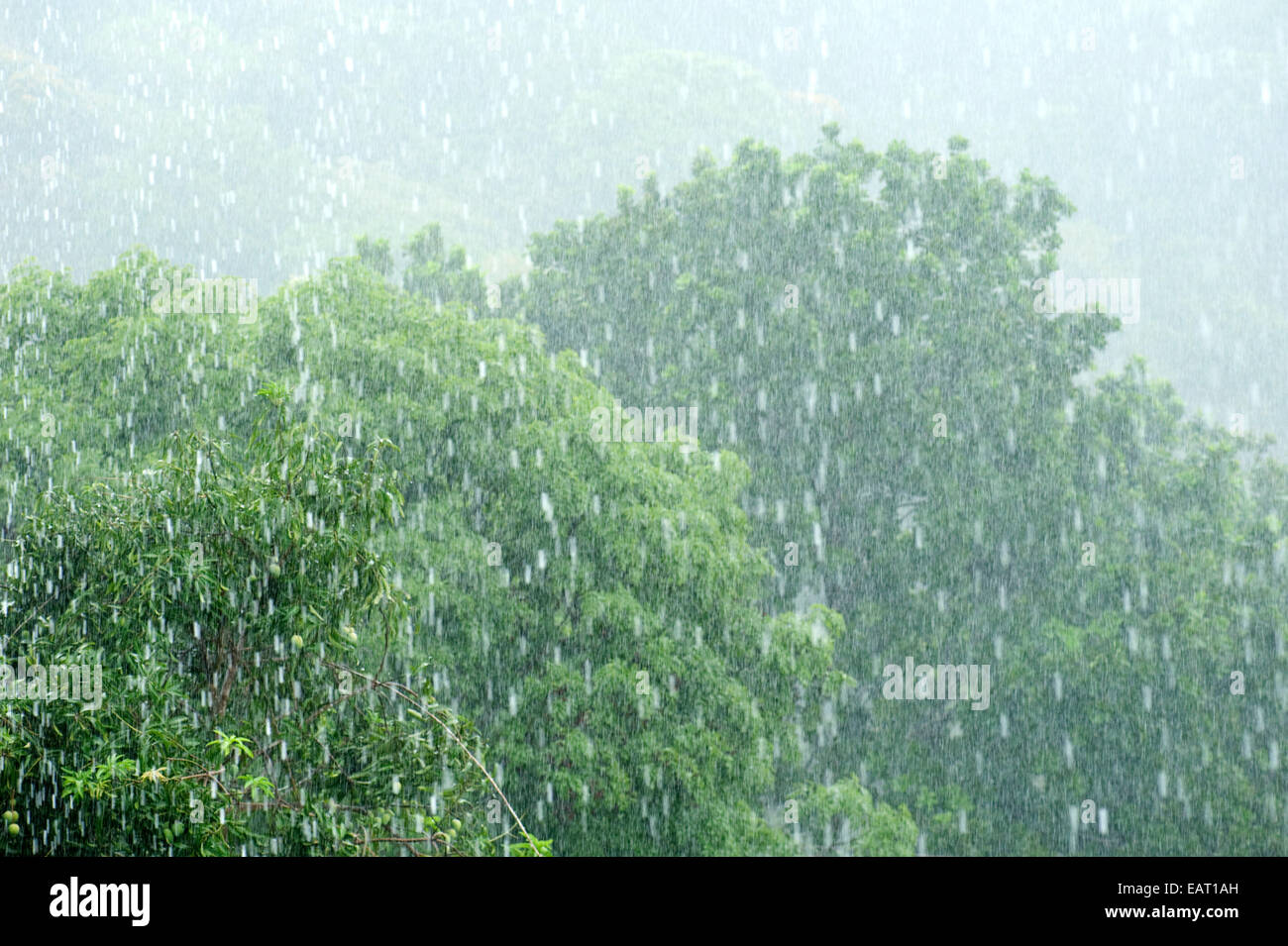 Heavy Rainfall in jungle Panama Stock Photo