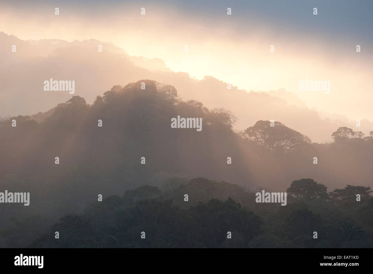 Panama rainforest canopy hi-res stock photography and images - Alamy