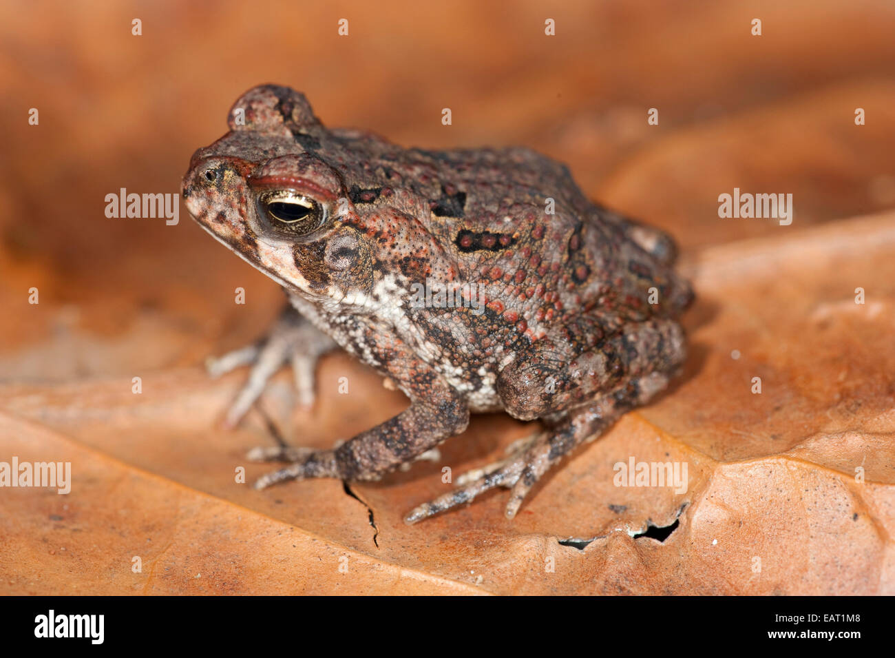 Juvenile Cane Toad Bufo marinus Panam Stock Photo