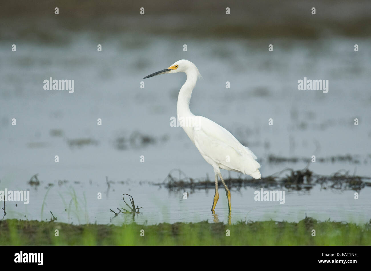 Snowy Egret Egretta t.thula Panama Stock Photo