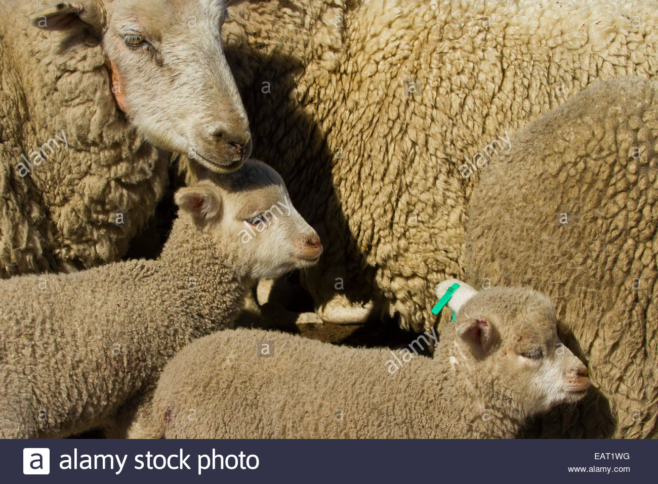Close up of newly tagged young sheep amid adults. Stock Photo