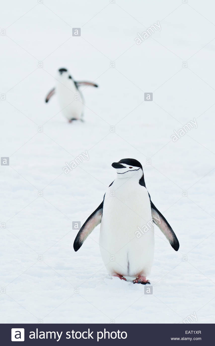Penguins walk across hi-res stock photography and images - Alamy