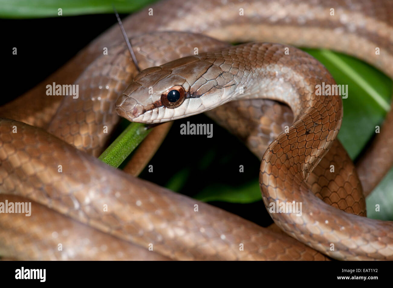Salmon Bellied Racer Snake Dryadophis melanolomus Panama Stock Photo