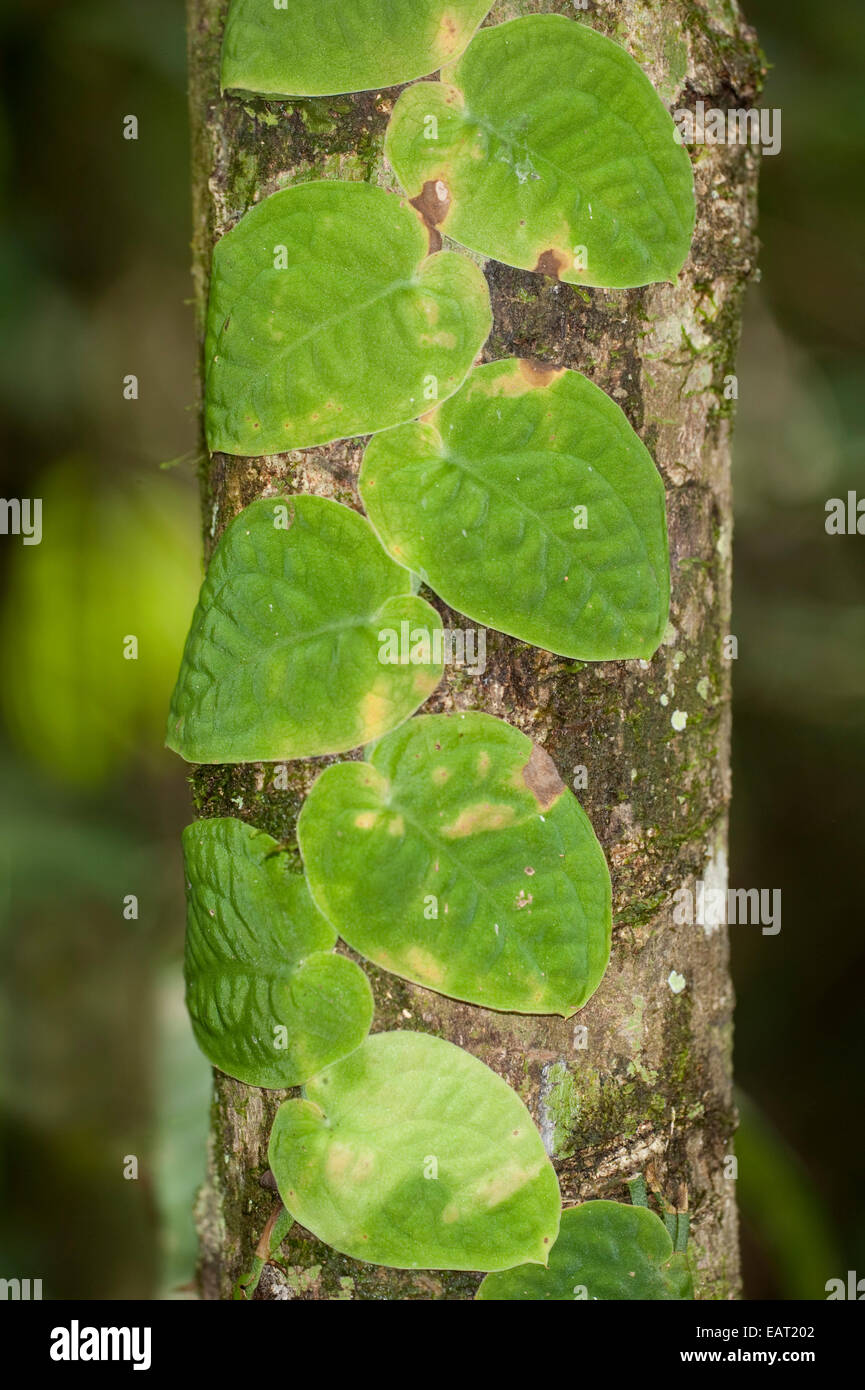 Vine leaf growing up tree trunk Panama Stock Photo