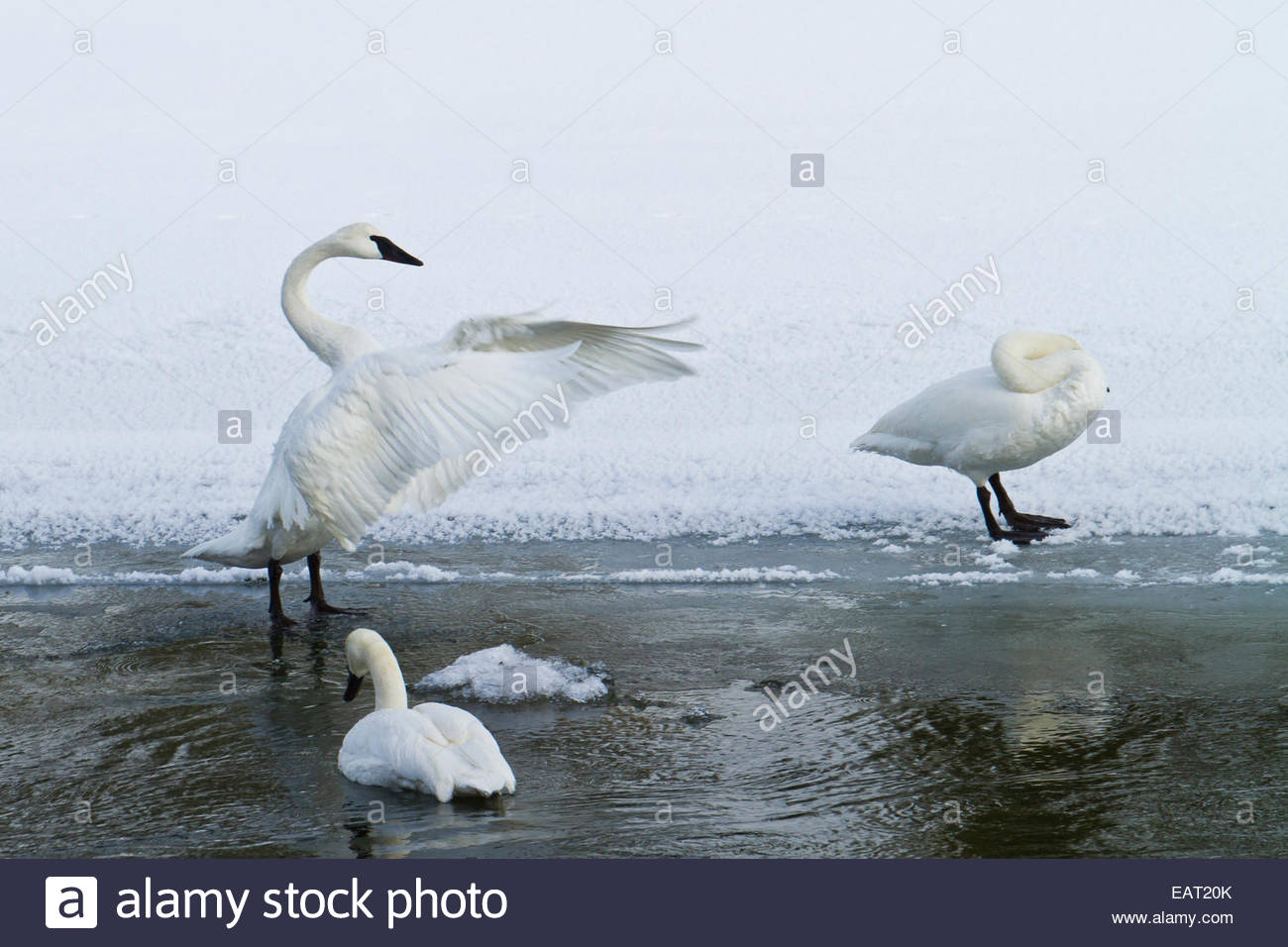 Trumpeter swans, the largest native North American birds in a river. Stock Photo