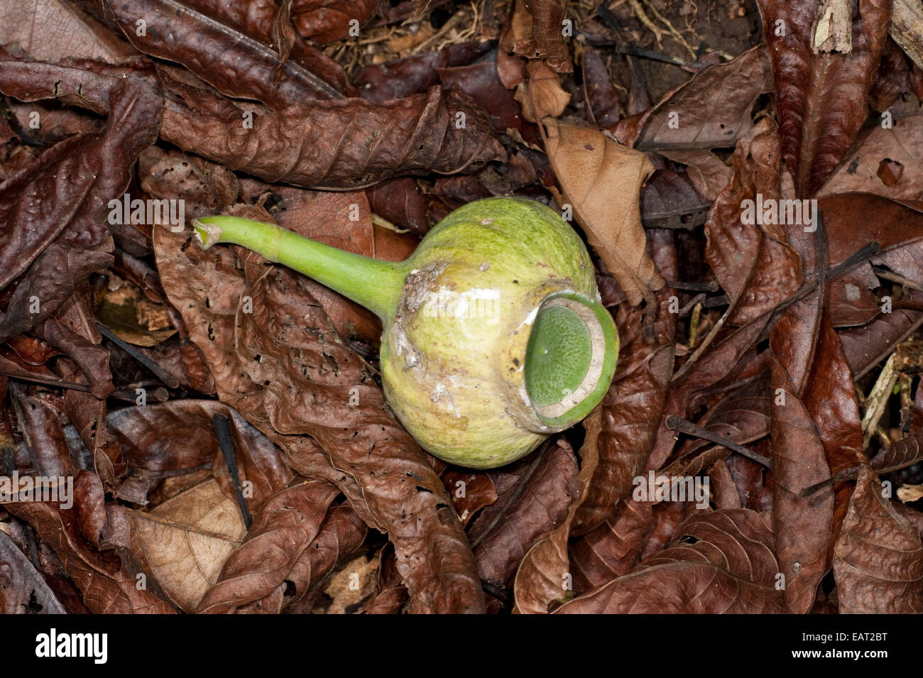 Fig Fruit on forest floor Ficus sp Panama Stock Photo