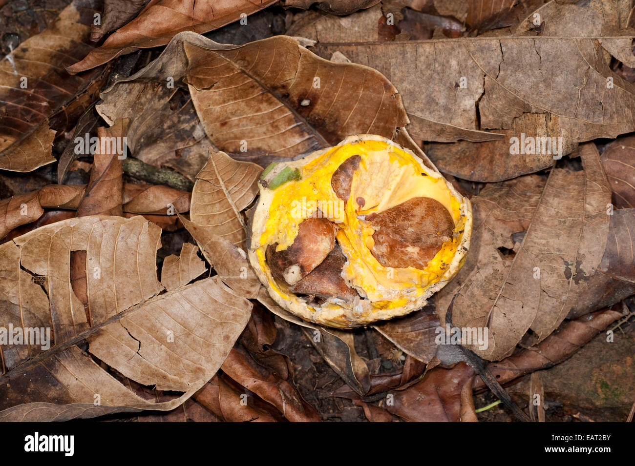 Open seed pod on Rainforest floor Panama Stock Photo