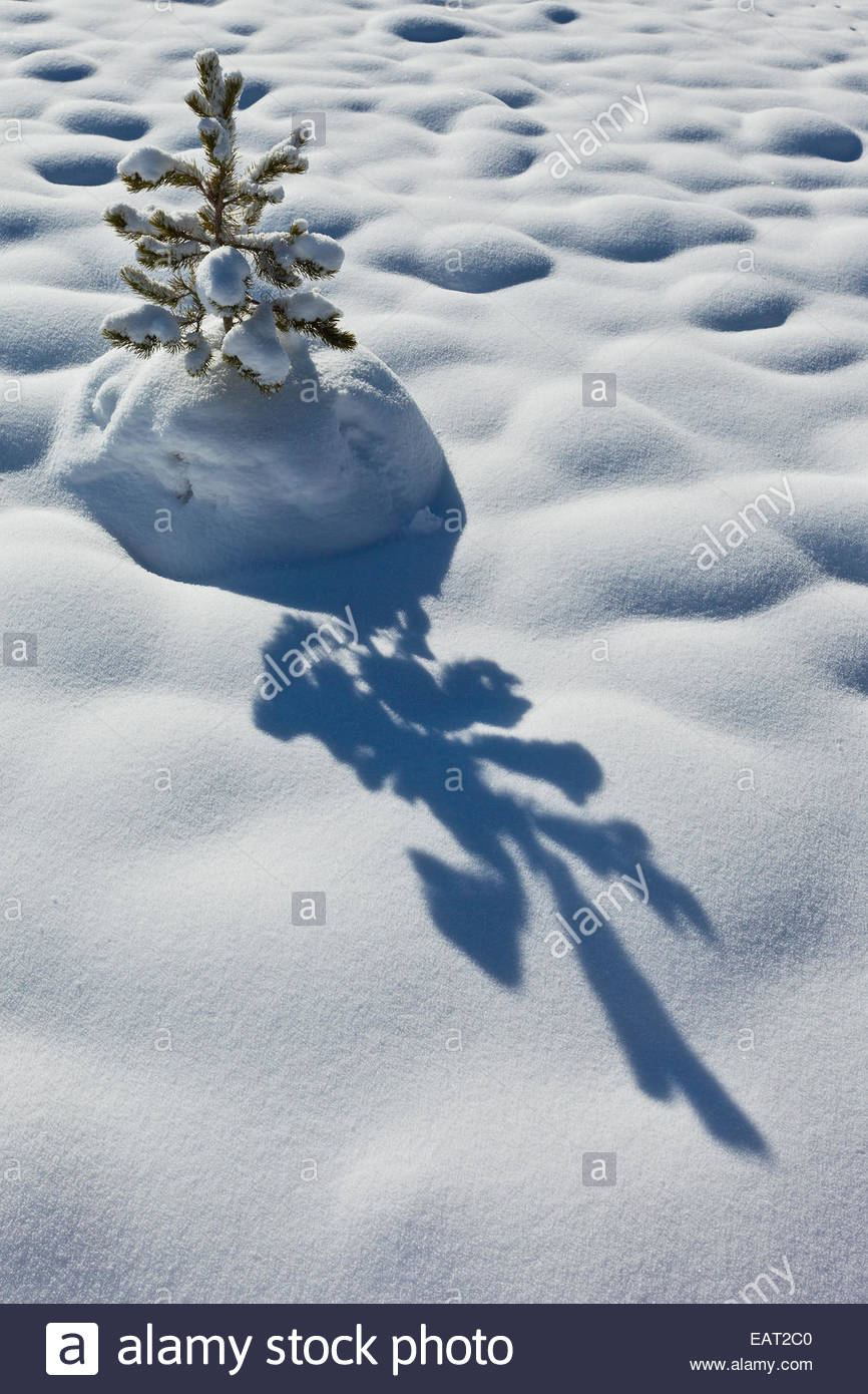 Lodgepole pine seedling hires stock photography and images Alamy