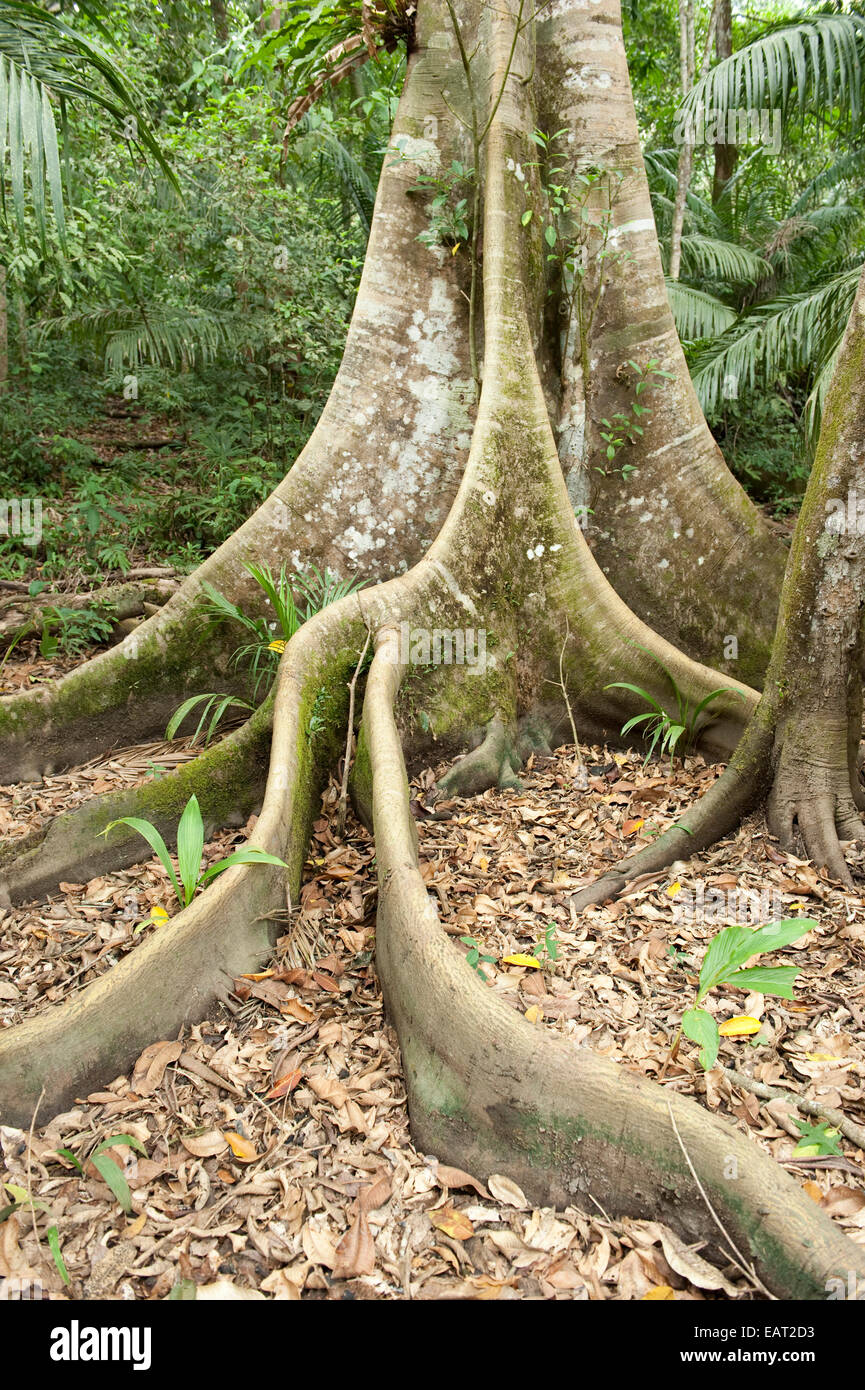 Butress Tree and Large Roots Panama Stock Photo - Alamy