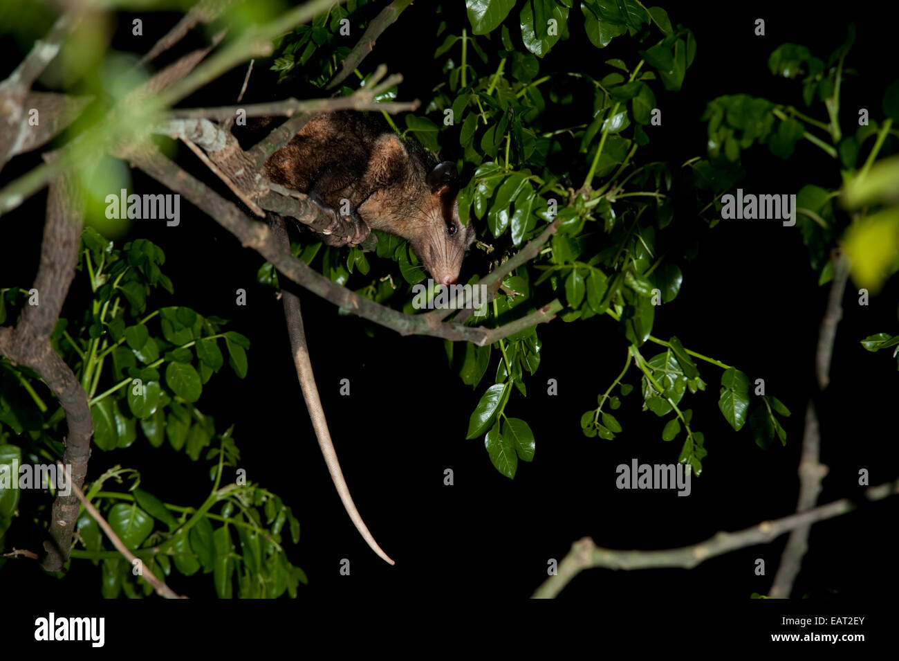 Possum in tree at night Panama Stock Photo