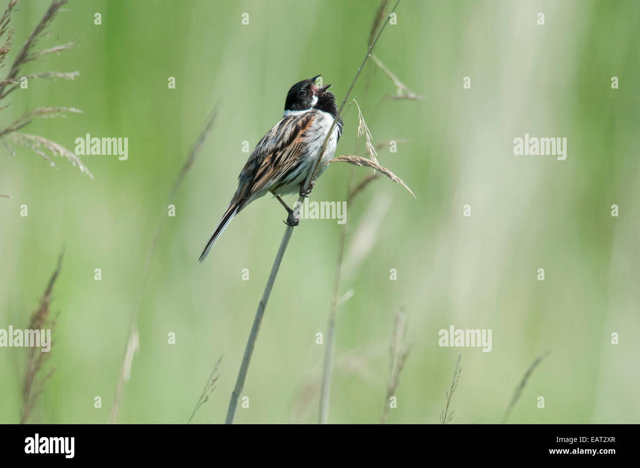 Reed Bunting Emberiza schoeniclus UK Stock Photo